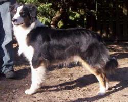 Photo du Chien
