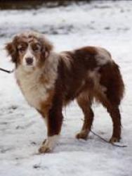 Photo du Chien