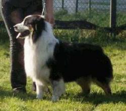 Photo du Chien