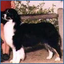 Photo du Chien