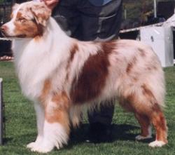 Photo du Chien