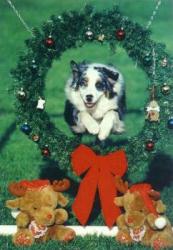 Photo du Chien