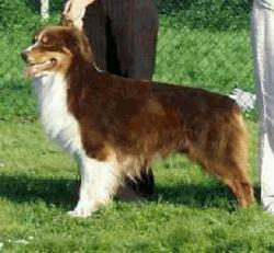 Photo du Chien