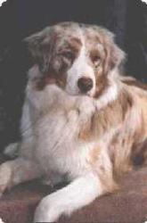 Photo du Chien