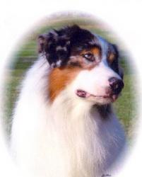 Photo du Chien