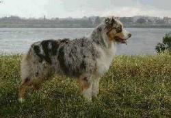 Photo du Chien