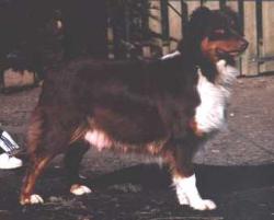 Photo du Chien