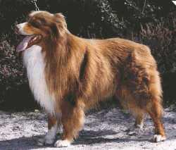 Photo du Chien