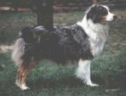 Photo du Chien