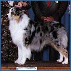 Photo du Chien