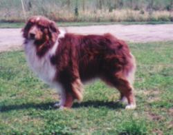 Photo du Chien