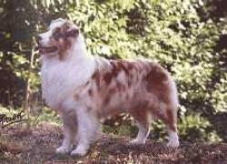 Photo du Chien