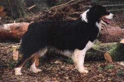 Photo du Chien