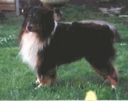 Photo du Chien