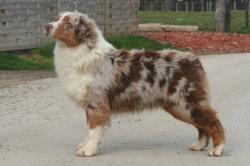 Photo du Chien