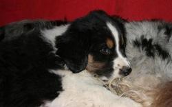 Photo du Chien