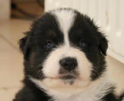 Photo du Chien