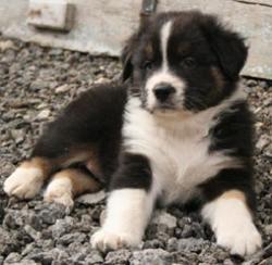 Photo du Chien