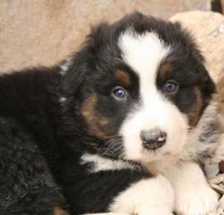 Photo du Chien