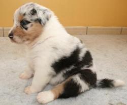Photo du Chien