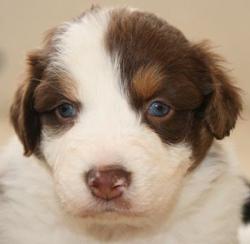 Photo du Chien