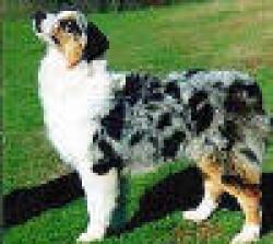 Photo du Chien
