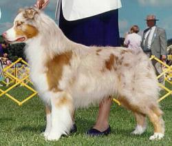 Photo du Chien