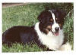 Photo du Chien