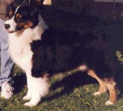 Photo du Chien
