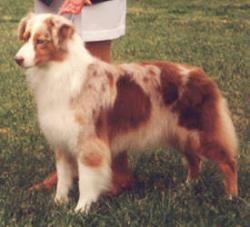 Photo du Chien