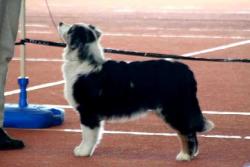 Photo du Chien