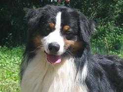 Photo du Chien