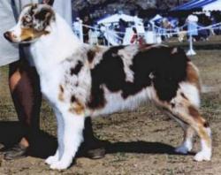 Photo du Chien