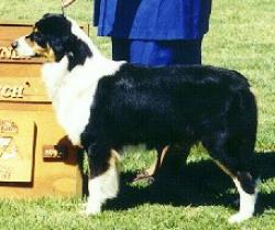 Photo du Chien