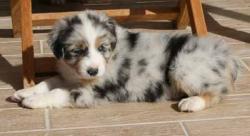 Photo du Chien