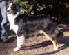 Photo du Chien