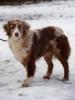Photo du Chien