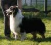Photo du Chien