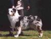 Photo du Chien