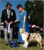 Photo du Chien
