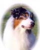 Photo du Chien