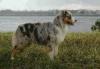 Photo du Chien