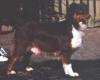 Photo du Chien