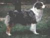 Photo du Chien