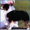 Photo du Chien