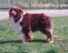 Photo du Chien
