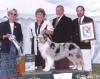Photo du Chien