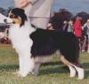 Photo du Chien