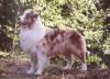 Photo du Chien