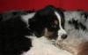 Photo du Chien
